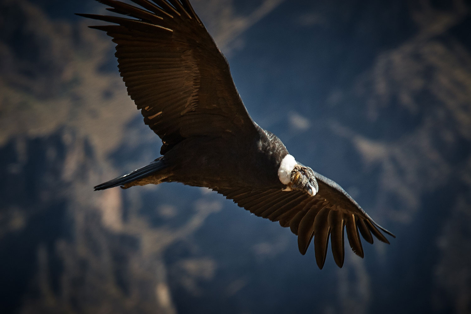 Condor in Torres del Paine